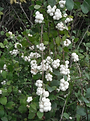 Snowberry.png