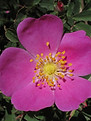woodsrose.JPG