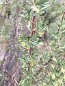 Bitterbrush.jpeg