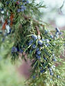 Juniper-Rocky-Mountain.jpg