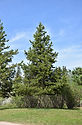 Lodgepole.jpg