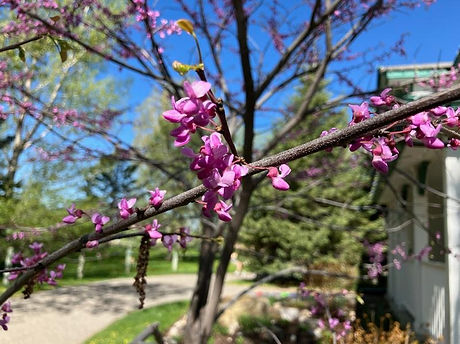 Redbud-Homestead.jpg