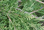 Juniperus-virginiana-lvs-JH.jpg