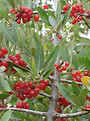 Buffaloberry.jpg