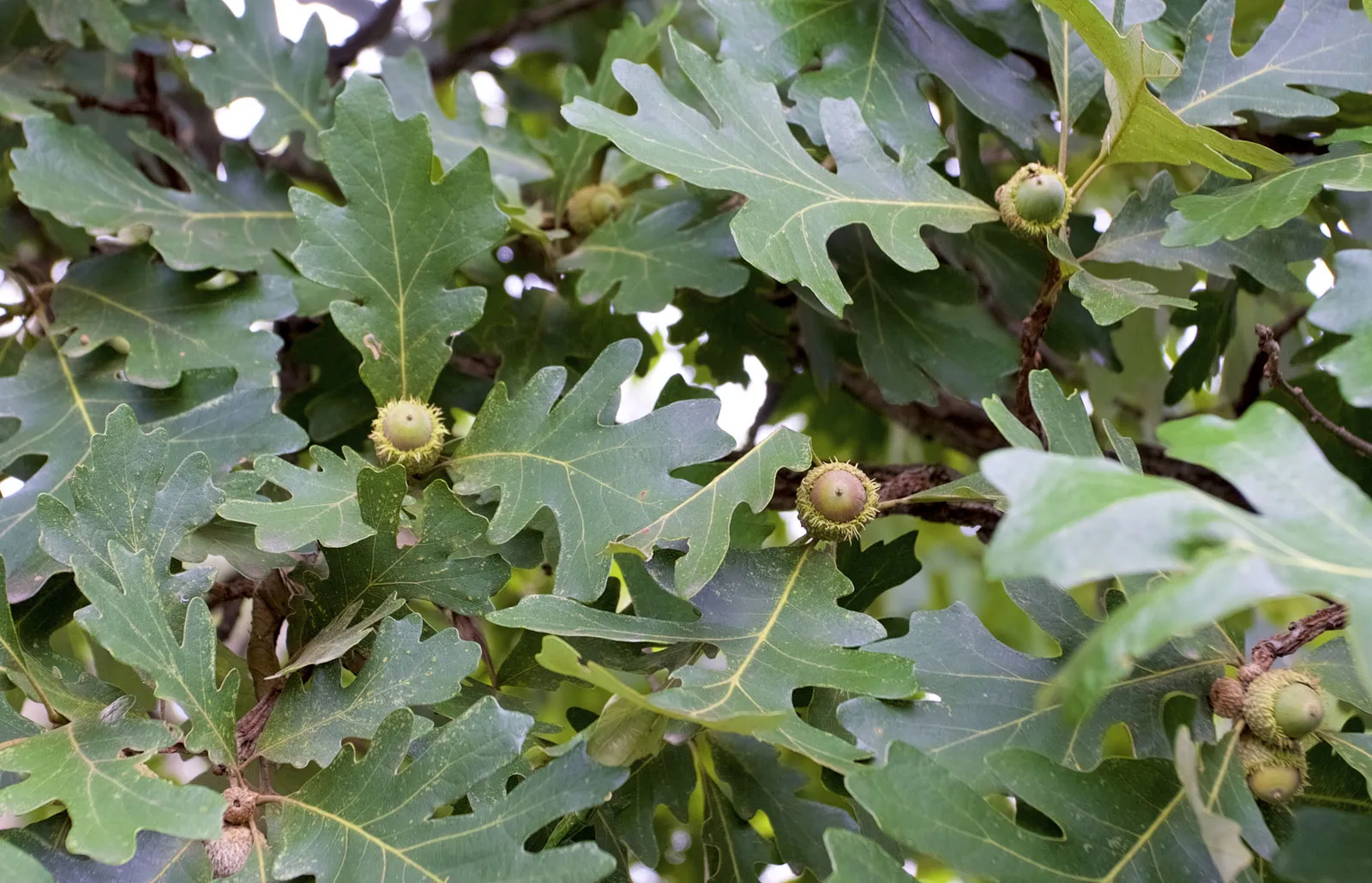 Bur-oak.jpg.webp