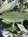 narrowleafcottonwood.jpeg
