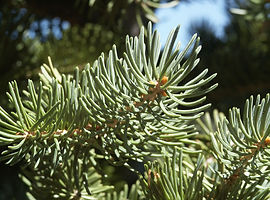 engelmann-spruce-leaves.jpg