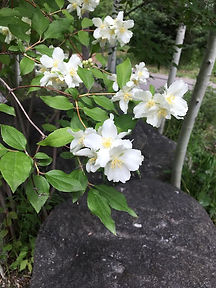 Lewis Mock Orange.jpg