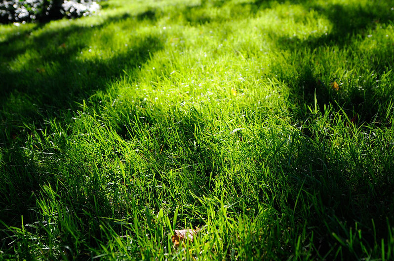 Lawn Care Companies