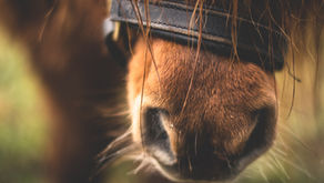 Rachaël Draaisma: Hevosten rauhoittavat signaalit - luento