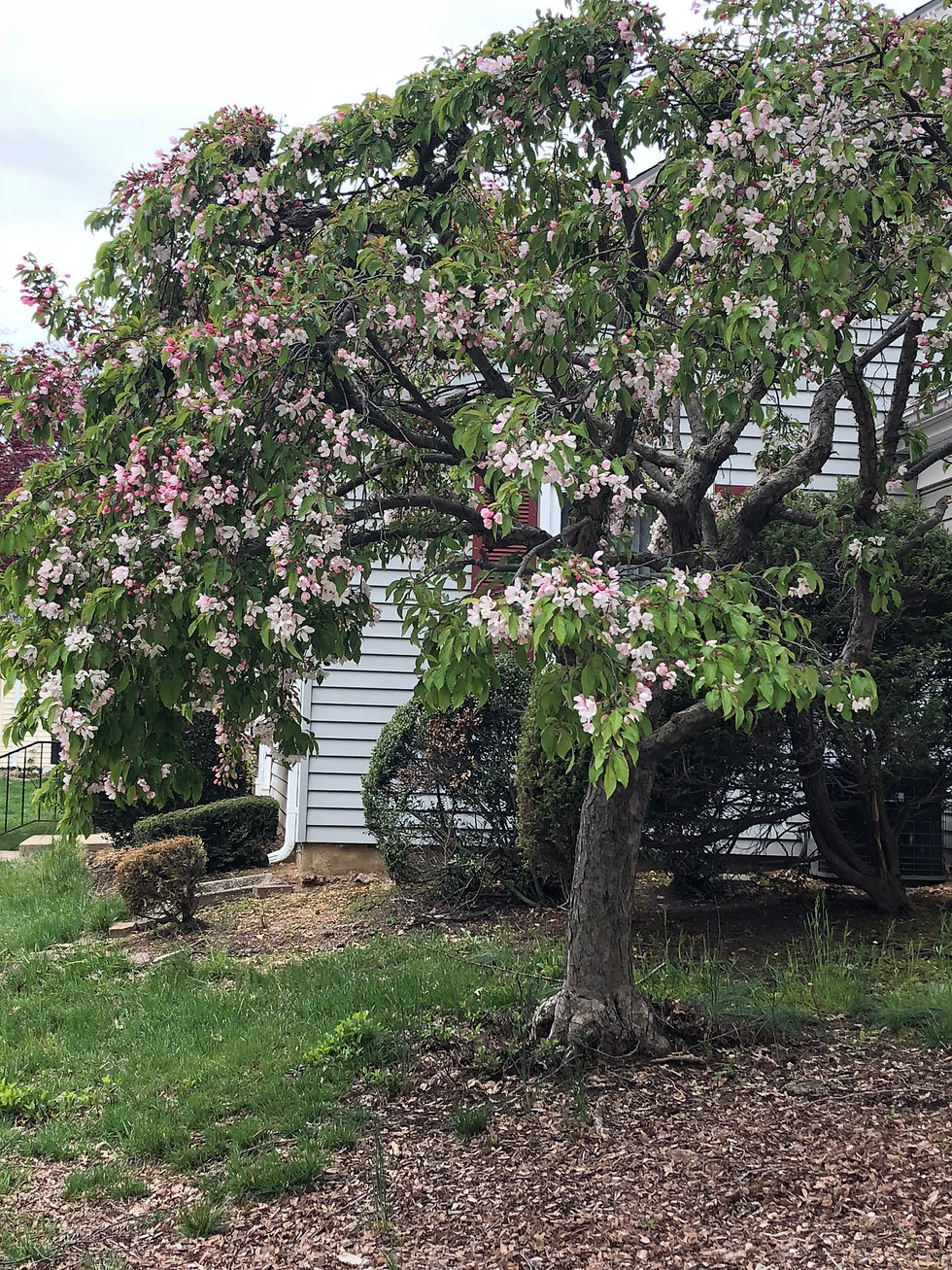 Photo Gallery rossmoorsales