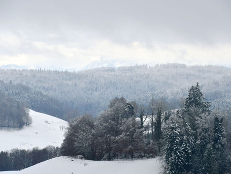 Winterwelt - Fichtenstämme für den Garten