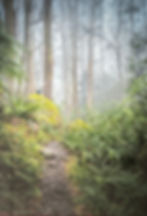 The Morning Wren - Gary Beresford - Best Digitally Modified Photograph Award