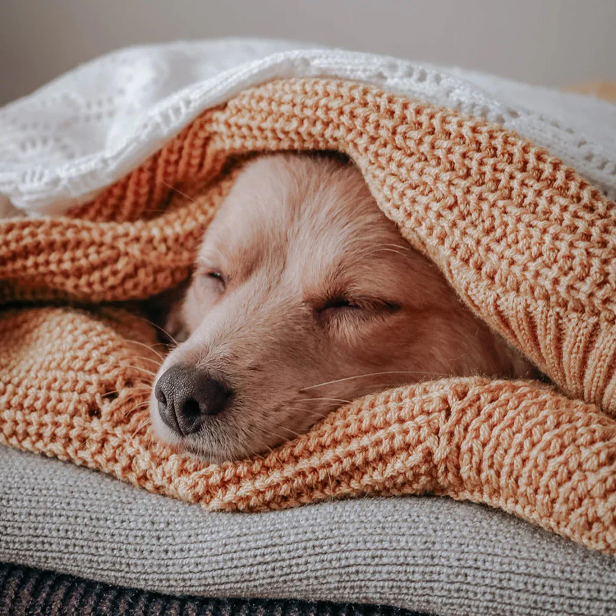 dog-thumbnail_900x.webp