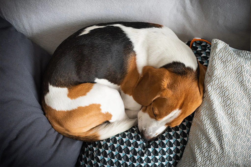 5-popular-dog-sleeping-positions-and-what-they-say-about-your-pup-2_1024x1024.webp