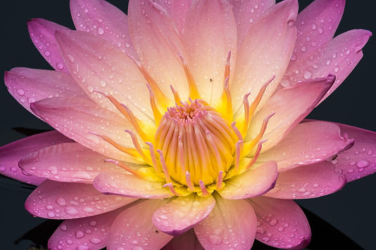 Wet flower.jpg