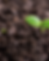 Small seedling poking out of the soil.