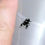 Thumbnail: Regal males Adult (Category) ***ON SALE!!!!