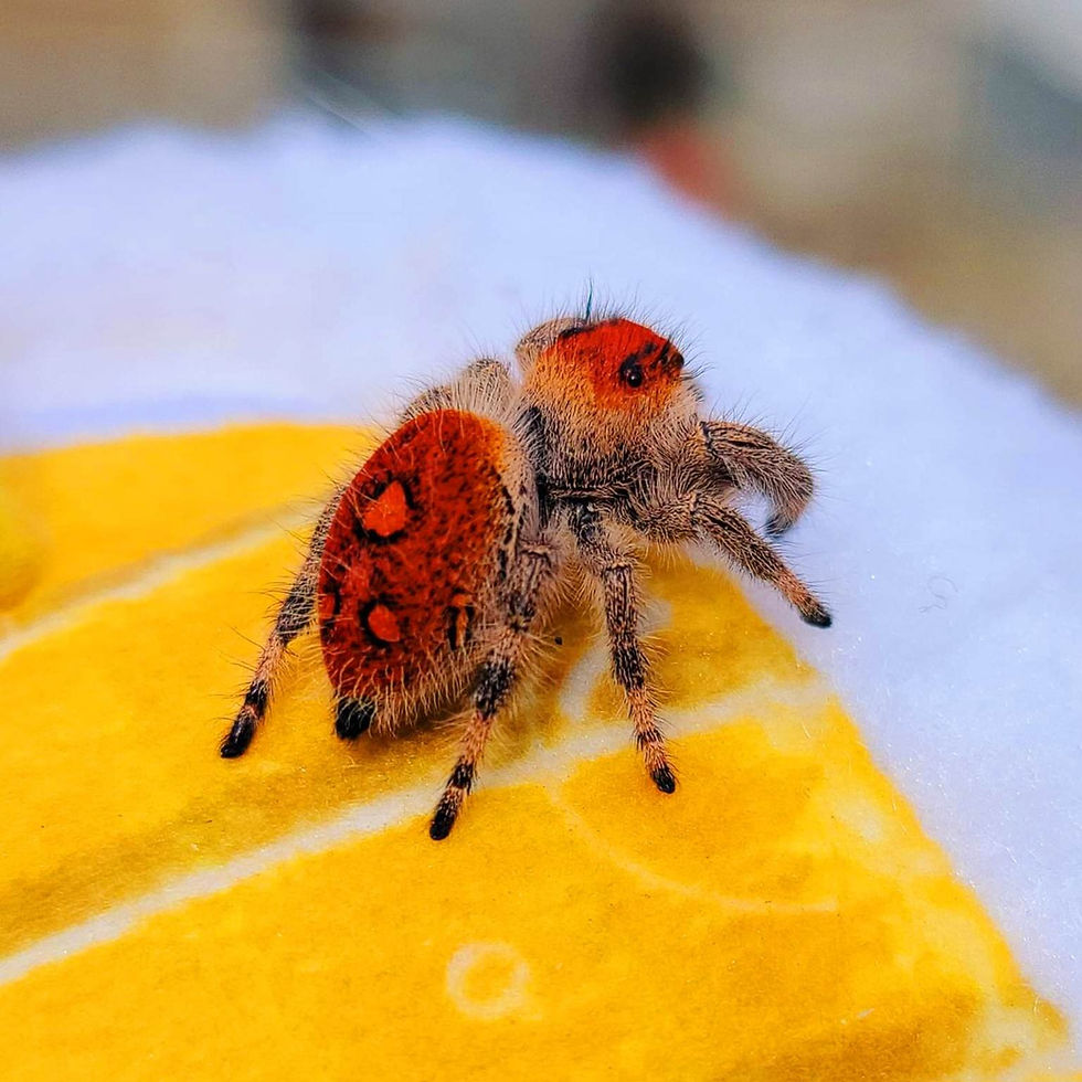 Thumbnail: Dragon's Breath Line Regal female (Category)