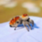 Thumbnail: Dragon's Breath Line Regal female (Category)