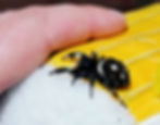 Thumbnail: Dark type mix Regal female (Category)