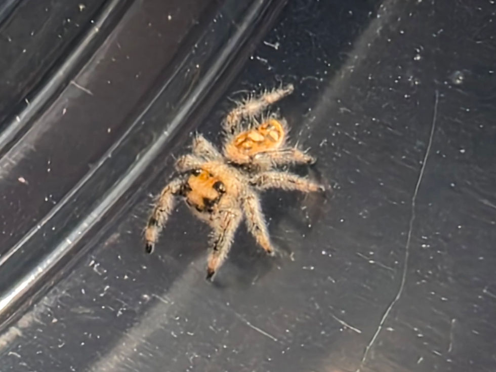 Thumbnail: Regal jumping spiders instar 5 Random females (Category)