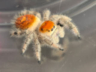 Regal female bulk rate Orange colors only (must purchase 10 or more quantity)