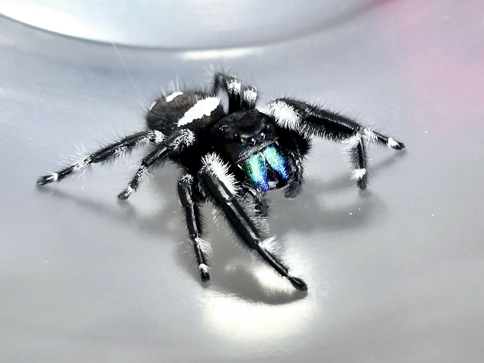 Thumbnail: Regal male (Category)