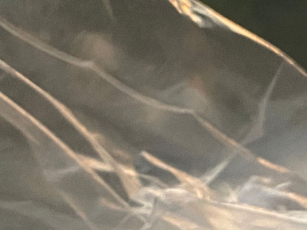 IMG_2643.jpeg