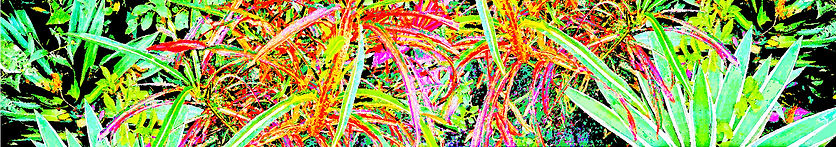 plantio aprés aplicXXXSITE 2.jpg