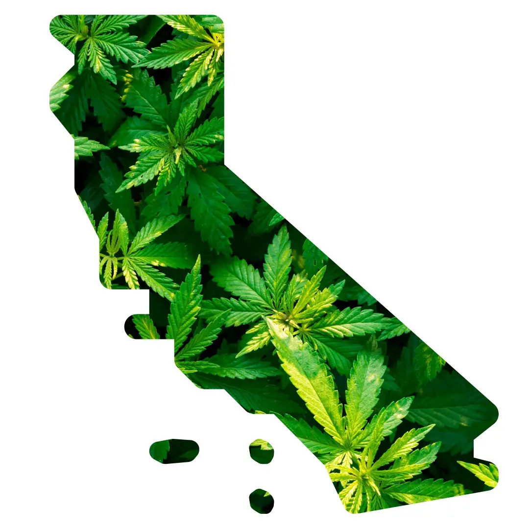 Caliweed