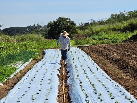 SERÁ QUE REALMENTE O AGRO É TECH, É POP E É TUDO?