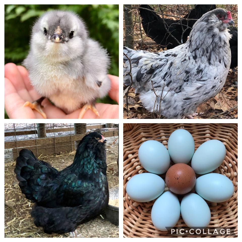 Ameraucana Chicks | Spectrum Poultry