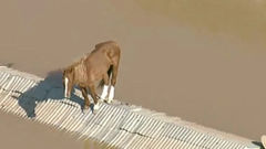 2 - Um Cavalo no Telhado, por Nora Prado *