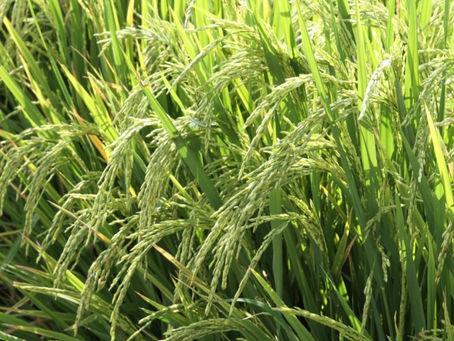 Safra 2024/2025: Rio Grande do Sul deve ter a maior produção de grãos da sua história, estima Conab