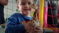 5 - O Menino e a Galinha*, por Nora Prado*