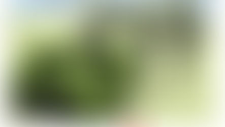 LEIA A EDIÇÃO Nº 27 DO GRIFO, O JORNAL DE HUMOR E POLÍTICA DOS CARTUNISTAS E ILUSTRADORES DA GRAFAR