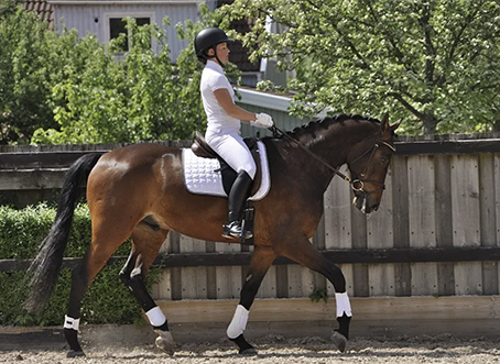 Klubbdressyr 24/9 anmälan öppen