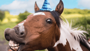 Enskede Ridskola 80 år!