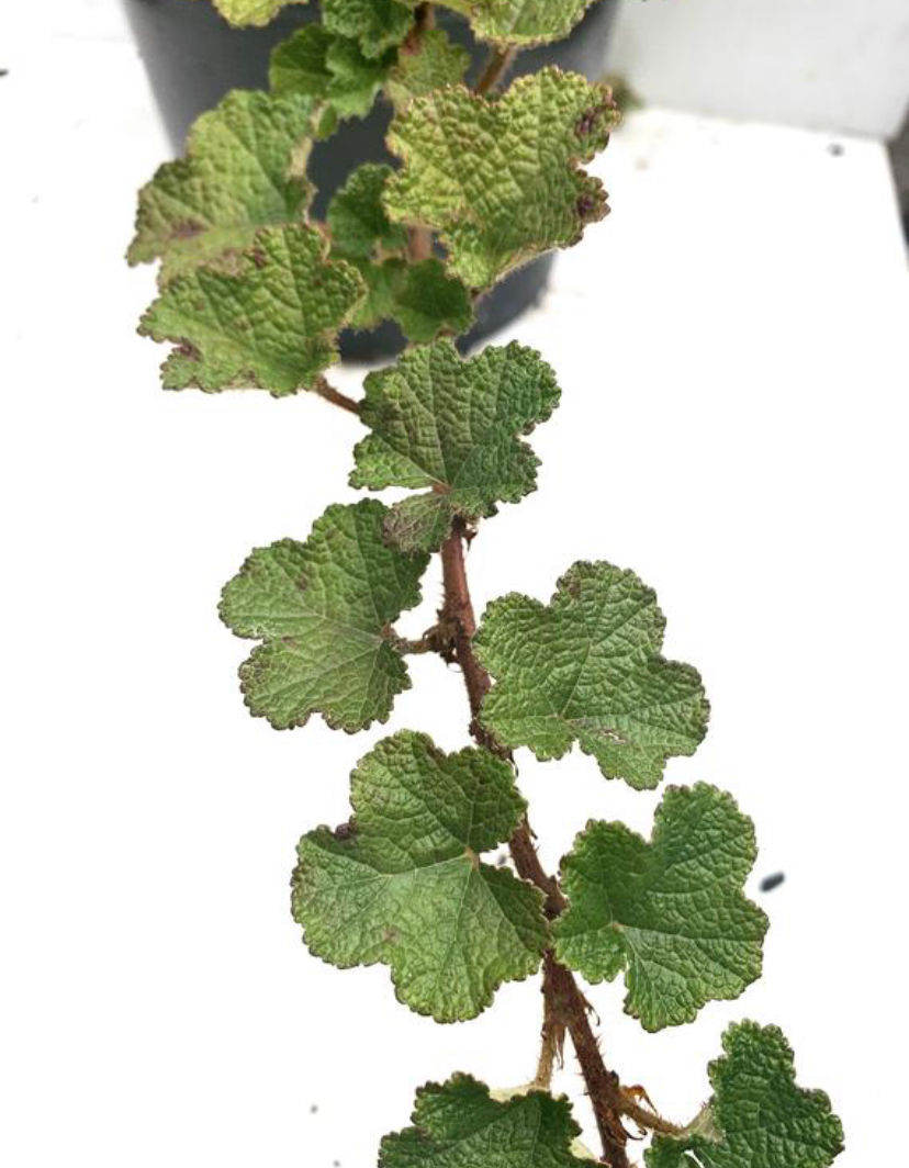 Thumbnail: Creeping Raspberry