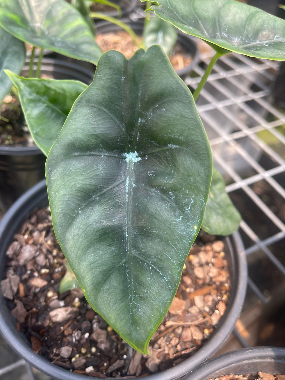 Thumbnail: Alocasia reversa 'Blue Jewel' - 1 Gallon