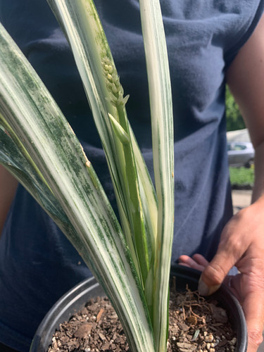 variegated swiss cheese plant Monstera Full Mint deliciosa borsigiana Variegata