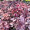 Thumbnail: Heuchera Carnival 'Peach Parfait'