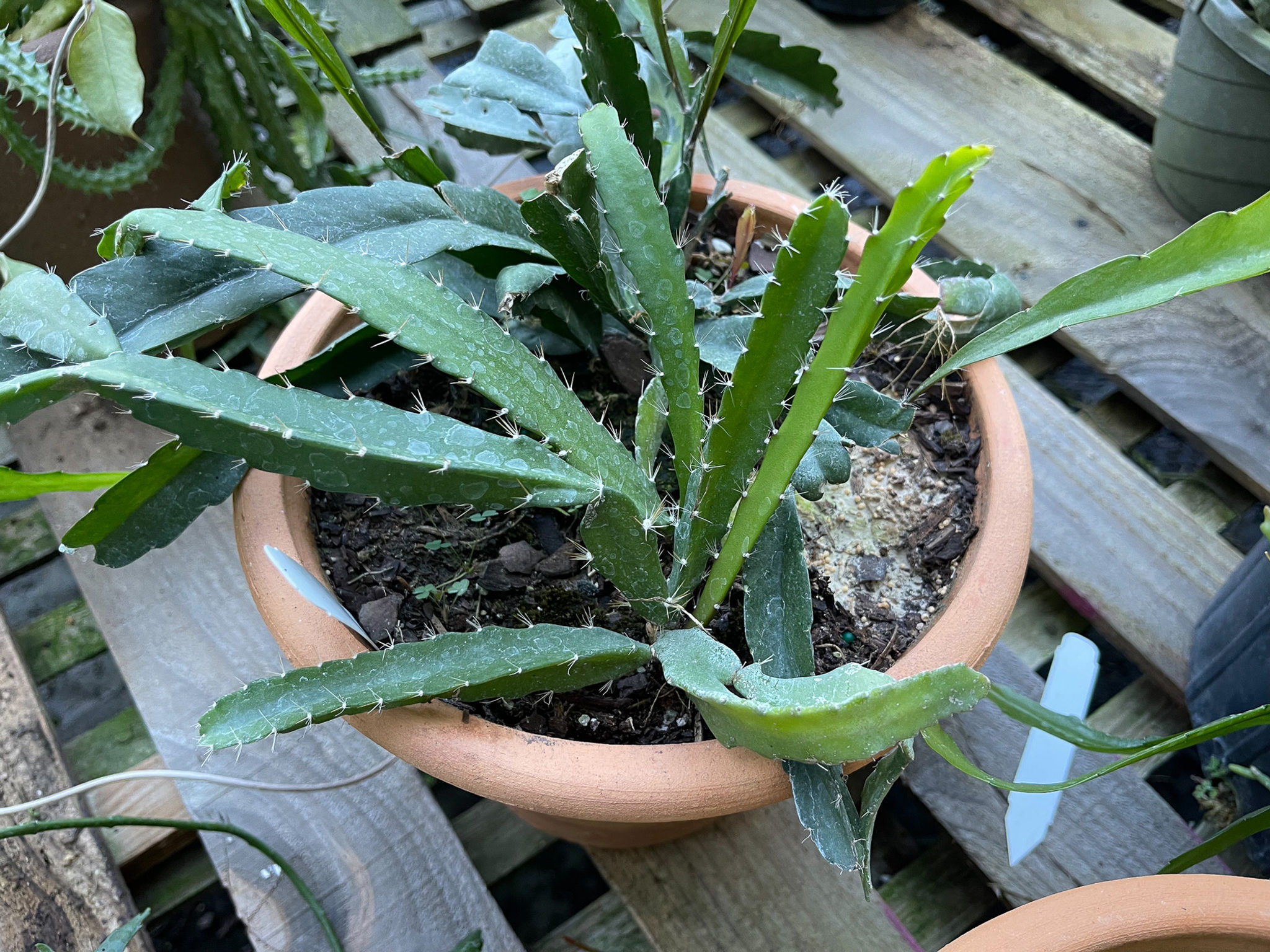 Lepismium floribundum