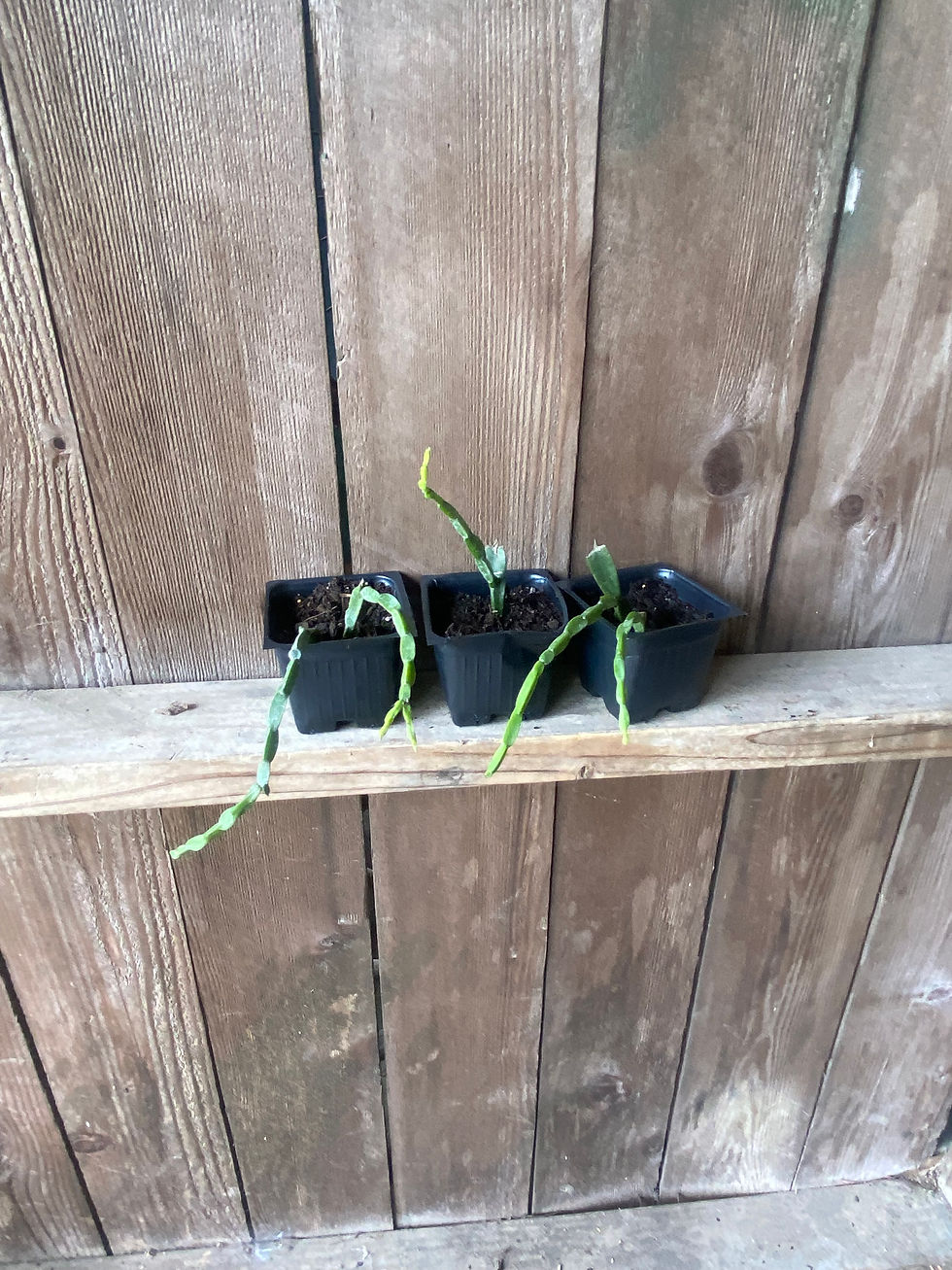 Thumbnail: Rhipsalis paradoxa - 3.5"