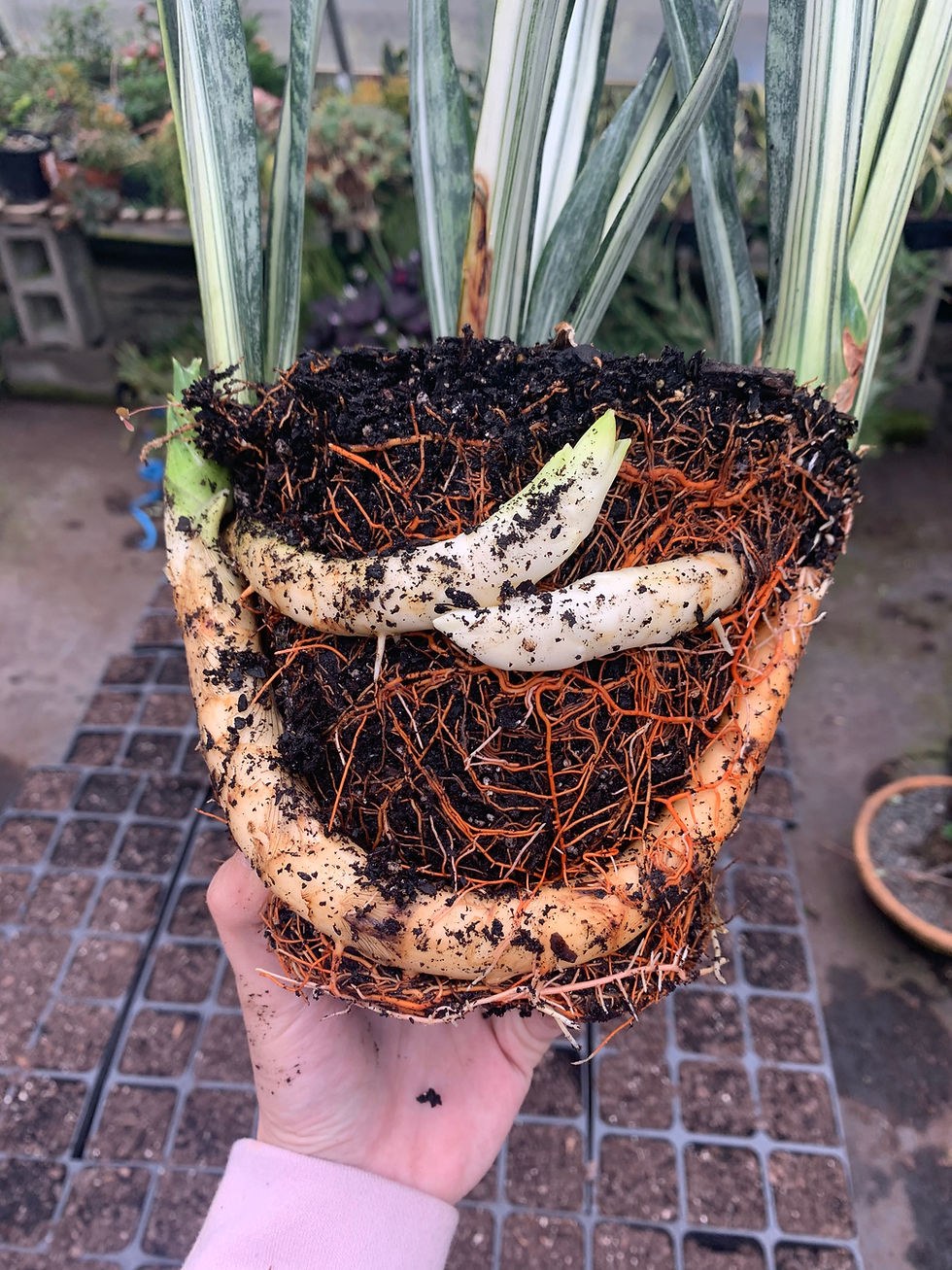 Thumbnail: Sansevieria 'White Snake'/'Bantel's Sensation'