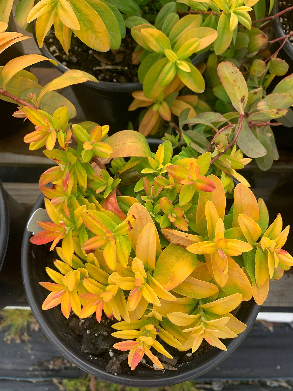 Thumbnail: Aaron's Beard Hypericum 'Brigadoon'