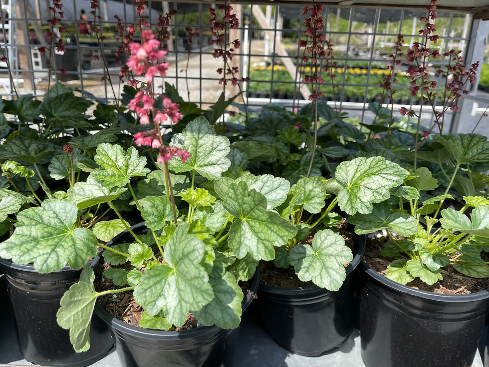 Thumbnail: Heuchera 'Berry Timeless' - 1 Gallon