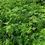 Thumbnail: Climbing Asparagus Fern