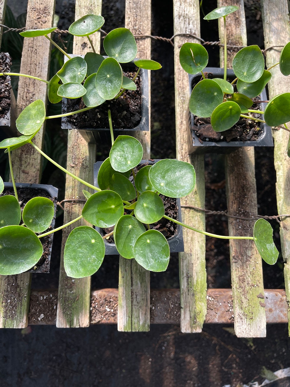 Thumbnail: Pilea peperomioides - 3.5” or 1 Gallon 